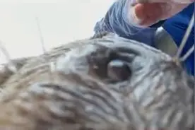 游客手机不慎掉进水池，水獭叼起归还视频封面