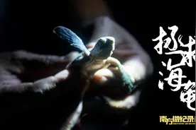 单窝196枚，海龟产卵破纪录！看看这些小海龟有多萌 | 万物生长皆有灵图片