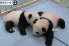 在日本出生的龙凤胎大熊猫幼崽得名“晓晓”“蕾蕾”图片