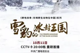 深度揭秘中国野生雪豹，纪录片《雪豹的冰封王国》央视将播图片