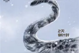深度揭秘中国野生雪豹，纪录片《雪豹的冰封王国》央视将播图片