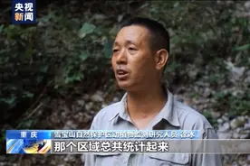 重庆雪宝山保护区发现上千株国家一级保护植物野生红豆杉图片