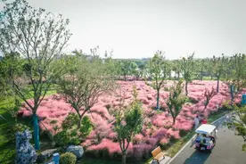 游古镇 赏花海 国庆“黄金周”大洋湾人气爆棚图片
