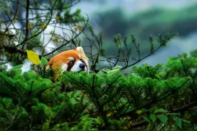 这个秋天来瓦屋山一起看萌萌的小熊猫吧~图片