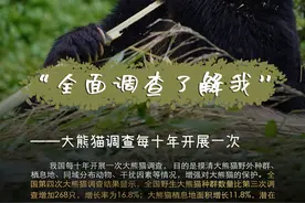 大熊猫喜提“降级”，生态建设持续“升级”图片