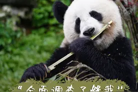 大熊猫喜提“降级”，生态建设持续“升级”图片