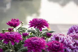 坊间‖有花可吃图片