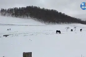 应急响应Ⅲ级！咸阳、宝鸡、铜川...陕西多地降雪已至！西安的雪...图片