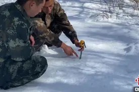 汗马国家级自然保护区深秋降大雪 雪深达30厘米图片