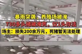山西孝义一养殖场被淹，700多头猪漂浮水面，仅有1头活着图片