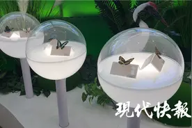 这里有蝴蝶、猛禽……快来看江苏生物多样性的缤纷画卷图片