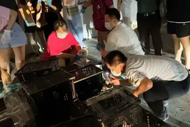 幸存的“盲盒狗”和周姐的流浪狗“中转站”图片