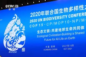 焦点访谈：COP15来了图片
