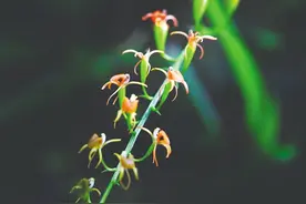 海南周刊 | 太美了！海南热带雨林里藏着这些姿态素雅的兰花……图片