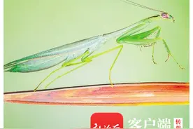 海南周刊 | 雨林“斗”舞者：海南疣螈、丽拟丝蟌、海南角螳……图片