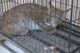 壹现场丨内蒙古呼伦贝尔凶猛“大猫”私闯民宅 民警抓捕放归自然图片