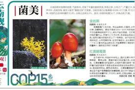 来云南耍，不吃菌儿可不行图片