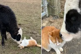 猫和牛成为“最不可能”的亲密好友图片