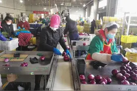 蔬菜采后技术系列之二十三：洋葱易发芽腐烂 专家告诉你如何采收和贮藏图片