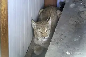 民宅闯入“大猫”，直击抓捕放生现场图片