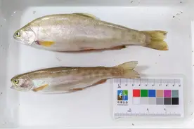 新疆天池博格达峰自然保护区首次发现细鳞鮭图片
