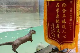 今日加餐！上海野生动物园水獭“油条”捡手机后收到游客锦旗视频封面