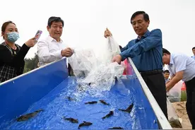 “母亲河”里宝贝多，越来越多珍稀鱼类在黄河现身图片