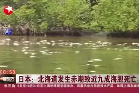 日本：北海道发生赤潮致近九成海胆死亡视频封面