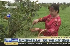 地产甜柿成熟上市  寓意“柿柿如意”引游客采摘视频封面