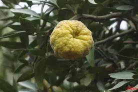 COP15 珍稀植物篇｜富民枳：原生地已野外灭绝“围墙”外竟发现4株遗落凡间的种图片
