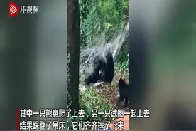 笑不活了！美国两只熊崽在树林中爬吊床 齐齐踩翻摔地上图片