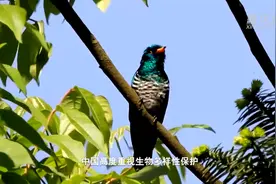 微纪录片 | 万物共生图片