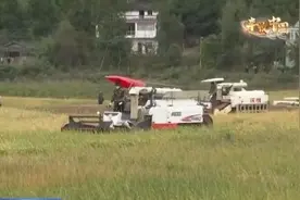 四川剑阁：大山深处水稻收获正当时图片