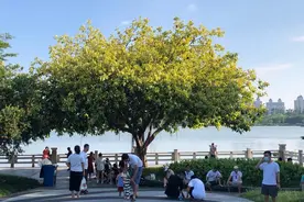 天朗气清，海珠湖风景独好图片