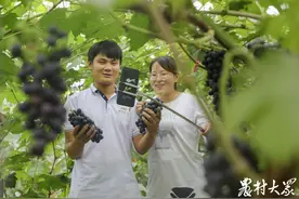 秋天在哪里｜葡二代的“葡萄革命”图片