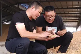 诸城：加大玉米脱粒烘干服务力度 确保颗粒归仓图片