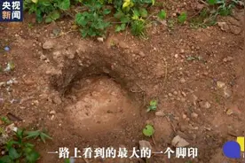 村里有个巡象员图片
