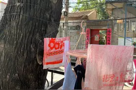 堪忧！树干上砌墙，树根旁建房，多棵百岁古树濒临死亡图片