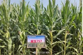 河北培育出高淀粉玉米新品种冀玉757图片