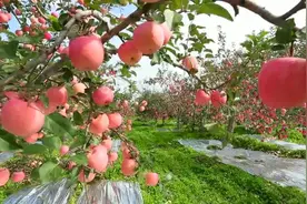 视频｜山西万荣：诚邀四方宾朋共享果业盛宴图片