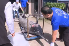 青岛渔民捕获322斤的旗鱼上岸了！整条鱼足足有三米长图片