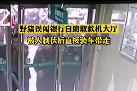 陕西宝鸡一野猪闯入银行取款厅，被麻醉制服后放生图片