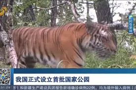 意义重大！我国正式设立首批国家公园，保护面积达23万平方公里视频封面