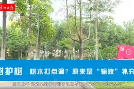 树木“打点滴”？原来是绿化管养单位为它“输液”补充营养图片