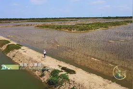 这片树林，扎根在海水中！不仅能造陆、护岸，还能净化海水！揭秘“海岸卫士”背后的故事→视频封面