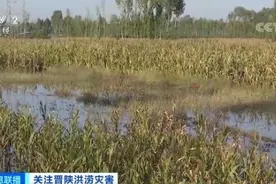 关注晋陕洪涝灾害｜山西文水：玉米果蔬被淹 排涝抢收全力展开图片