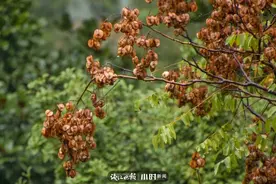 找秋天·分享㉚｜杭城秋天的一花一叶，任是寻常也动人图片