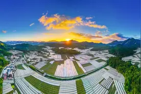 福安：特色产业赋能乡村振兴图片