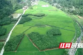 保靖泽碧村：“绿野”串起产业链 农旅融合谱新篇图片