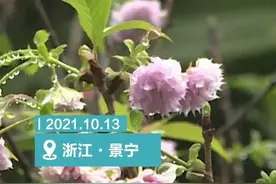 以为春天来了？景宁樱花认错季 秋日竟开花图片